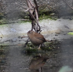 Troglodytes troglodytes