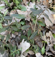 Ligustrum vulgare