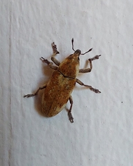 Hypolixus mastersii