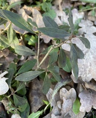 Ligustrum vulgare