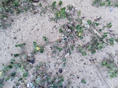 Medicago truncatula