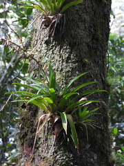 Tillandsia guatemalensis