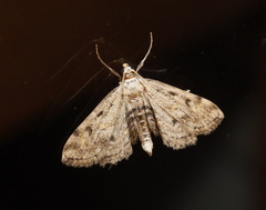 Parapoynx crisonalis