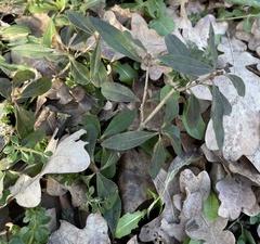 Ligustrum vulgare