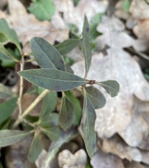 Ligustrum vulgare