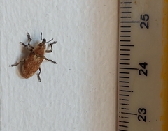 Hypolixus mastersii