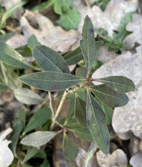 Ligustrum vulgare