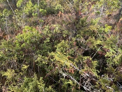 Cupressus nootkatensis