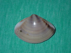 Austromactra rufescens