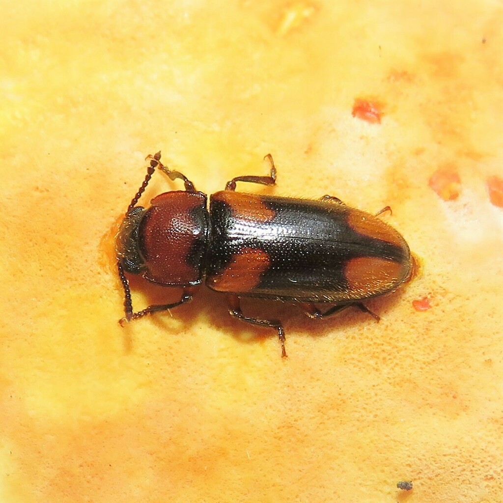 Cnecosa insueta