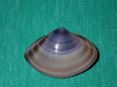 Austromactra contraria