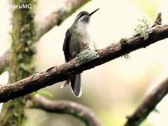 Lampornis viridipallens