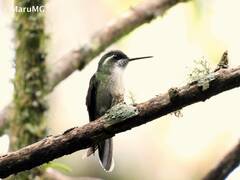 Lampornis viridipallens