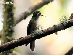 Lampornis viridipallens