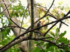 Lampornis viridipallens