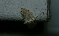 Pycnarmon