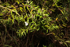 Westringia amabilis