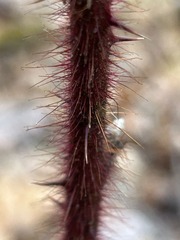 Rubus phoenicolasius