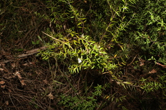 Westringia amabilis