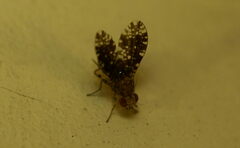 Homoneura trypetoptera