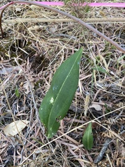 Cryptostylis