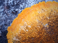 Variospora aurantia