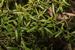 Leptospermum petersonii