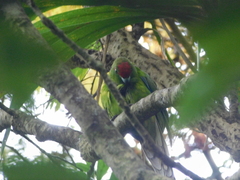 Cyanoramphus cookii