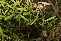Leptospermum petersonii
