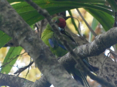 Cyanoramphus cookii