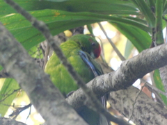 Cyanoramphus cookii
