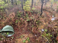 Rhododendron groenlandicum