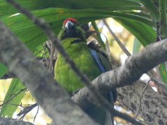 Cyanoramphus cookii