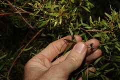 Leptospermum petersonii