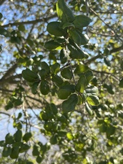 Quercus agrifolia