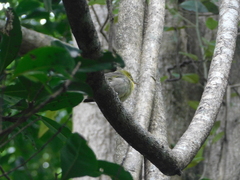 Zosterops tenuirostris