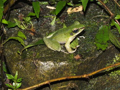Odorrana hosii