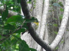 Zosterops tenuirostris