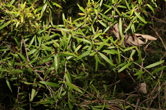 Leptospermum petersonii