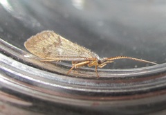 Pycnocentrodes aeris