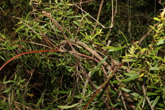 Leptospermum petersonii