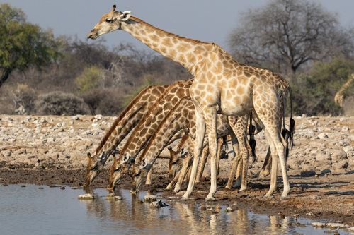 Southern Giraffe, Omuthiyagwipundi, Etosha National Park, Oshikoto, Namibia, photo 9 of 10