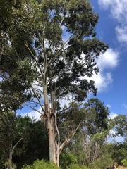 Eucalyptus diversicolor