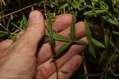 Westringia amabilis