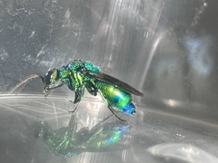 Chrysis angolensis