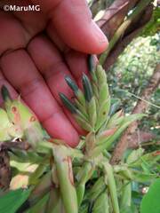 Tillandsia guatemalensis