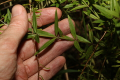 Westringia amabilis