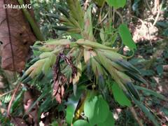 Tillandsia guatemalensis