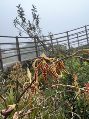 Cyrtochilum