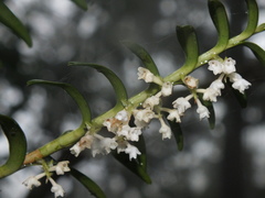 Appendicula angustifolia